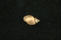 藏品(小椎實螺)的圖片
